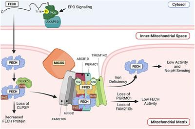 Regulation of Heme Synthesis by Mitochondrial Homeostasis Proteins